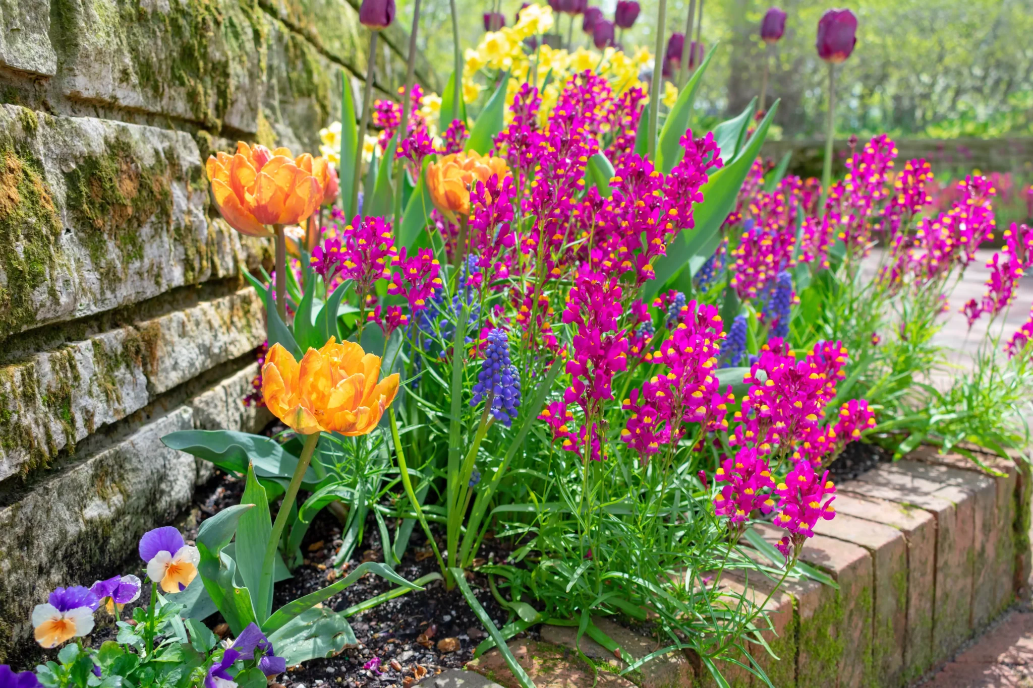 bordure de jardin